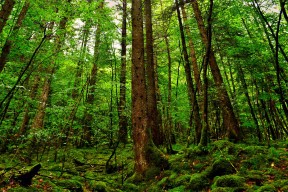 世界游泳接力队训练营替补管理与换人规则最佳实践第17版公布，游泳接力预赛决赛换人